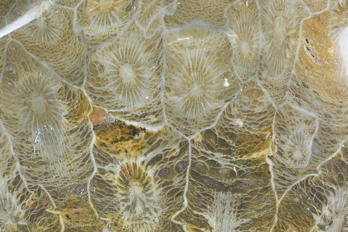 Polished Fossil Coral (Actinocyathus) - Morocco #85049